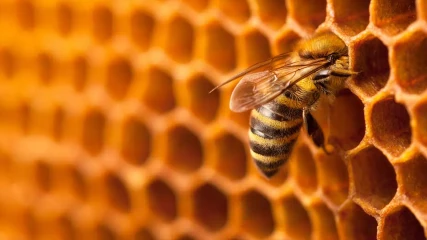 Η ζωή των μελισσών έχει μειωθεί στο μισό τα τελευταία 50 χρόνια