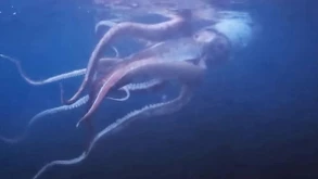 Δύτες κατέγραψαν ένα γιγάντιο καλαμάρι στην Ιαπωνία (ΒΙΝΤΕΟ)