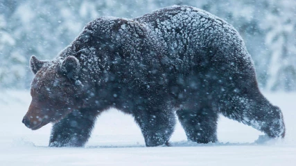 Τέλεια συντηρημένη αρκούδα 3,500 ετών βρέθηκε παγωμένη στη Ρωσία (BINTEO)