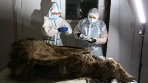 Ανακαλύφθηκαν ιοί-ζόμπι 48.000 ετών στη Σιβηρία οι οποίοι είναι ακόμα ενεργοί