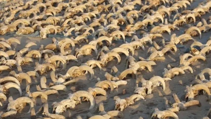 Χιλιάδες μουμιοποιημένα κεφάλια κριαριών βρέθηκαν στην Αίγυπτο