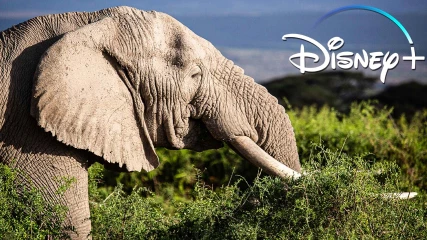 Το Disney+ γιορτάζει την Ημέρα της Γης με Τα Μυστικά των Ελεφάντων