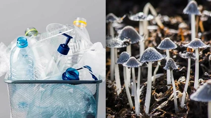 Μύκητα που τρώει πλαστικό σε χρόνο-ρεκόρ ανακάλυψαν οι επιστήμονες