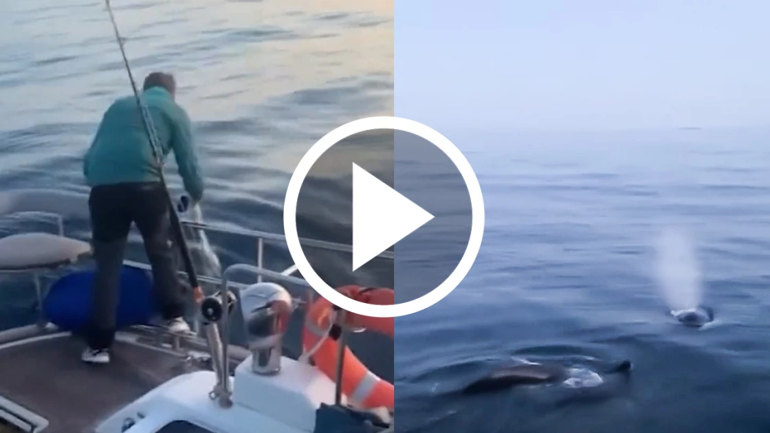 Viral βίντεο: Η στιγμή που φάλαινες επιτίθενται σε ιστιοφόρο στην Ισπανία