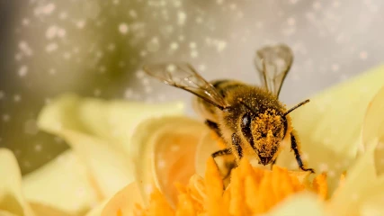 Νέα ρομποτική μέλισσα μπορεί να είναι το μέλλον της τεχνητής επικονίασης