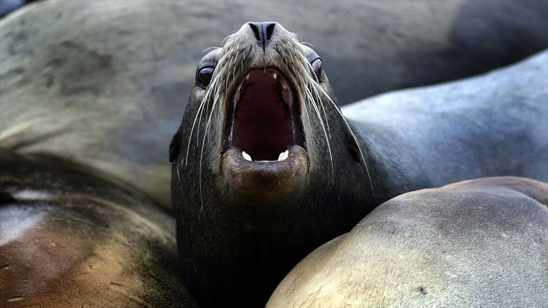 Sea lions attack people in California