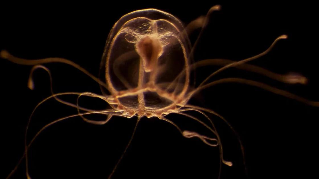 The immortal jellyfish is the only creature on Earth that can live forever