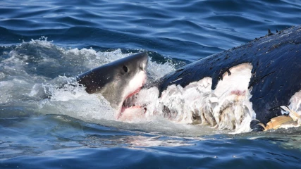 Δεκάδες καρχαρίες κατασπαράζουν το κουφάρι μιας φάλαινας (ΒΙΝΤΕΟ)