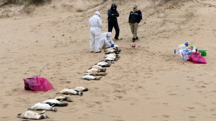 Χιλιάδες νεκροί πιγκουίνοι ξεβράζονται μυστηριωδώς στις ακτές της Ουρουγουάης