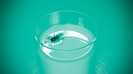 Έπεσε μύγα στο ποτήρι σας; Η επιστημονική απάντηση για το αν πειράζει να πιείτε ξανά