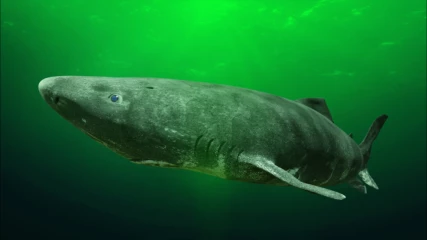 Βρέθηκε καρχαρίας που ζει έως και 500 χρόνια