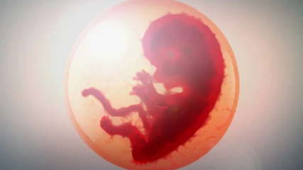 Επιστήμονες ανέπτυξαν έμβρυο που μοιάζει με ανθρώπινο χωρίς σπέρμα, ωάριο ή μήτρα