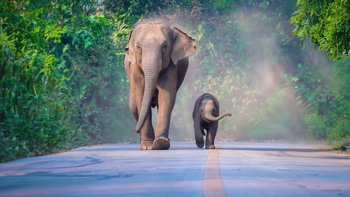Οι ελέφαντες φωνάζουν ο ένας τον άλλο με το όνομά τους