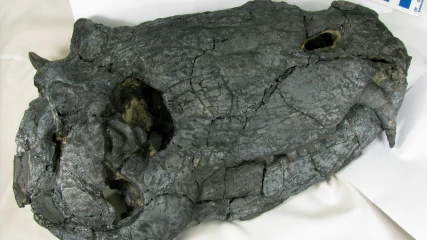 Ανακαλύφθηκε κρανίο θηρευτή πριν την εποχή των δεινοσαύρων (ΕΙΚΟΝΕΣ)