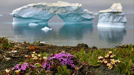 Ξεκίνησαν να ανθίζουν λουλούδια στην Ανταρκτική