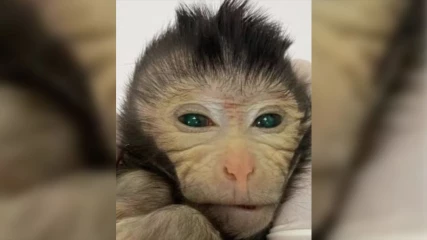 Γεννήθηκε πίθηκος με φθορίζοντα πράσινα μάτια και κίτρινα δάχτυλα (ΕΙΚΟΝΕΣ)