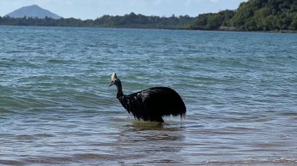 Το πιο επικίνδυνο πτηνό στον κόσμο βγήκε από τον ωκεανό στην Αυστραλία (ΒΙΝΤΕΟ)
