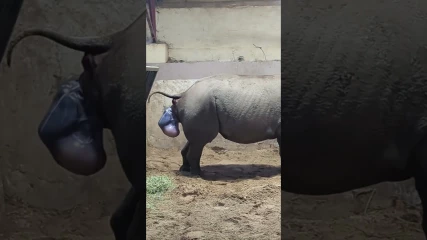 Υπερσπάνιο βίντεο: Γεννήθηκε σε ζωολογικό κήπο ένα από τα σπανιότερα θηλαστικά στον κόσμο