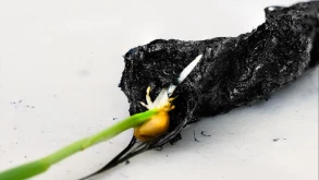 Ηλεκτρονικό χώμα ενισχύει την ανάπτυξη φυτών κατά 50%