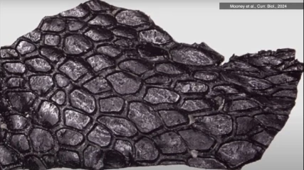Το αρχαιότερο απολιθωμένο δέρμα που βρήκαμε είναι 290 εκατομμυρίων ετών (ΕΙΚΟΝΕΣ)