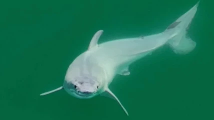 Καταγράφηκε για πρώτη φορά σε κάμερα νεογέννητος λευκός καρχαρίας (ΕΙΚΟΝΕΣ+ΒΙΝΤΕΟ)