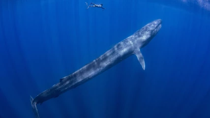 Οι γαλάζιες φάλαινες ζευγαρώνουν και με άλλα είδη