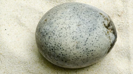 Βρέθηκε άθικτο αυγό 1.700 ετών και περιέχει ακόμα υγρό (ΕΙΚΟΝΑ+ΒΙΝΤΕΟ)