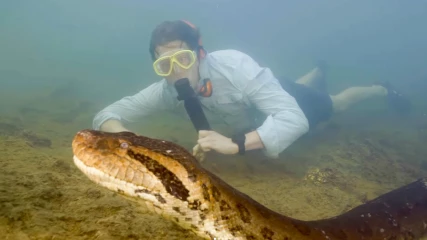 Ανακαλύφθηκε το μεγαλύτερο φίδι του κόσμου μέχρι σήμερα στα γυρίσματα ντοκιμαντέρ (ΒΙΝΤΕΟ)