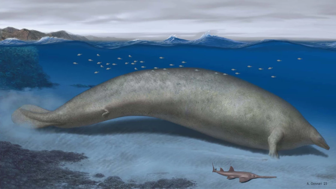 The largest creature that ever lived defies the laws of nature