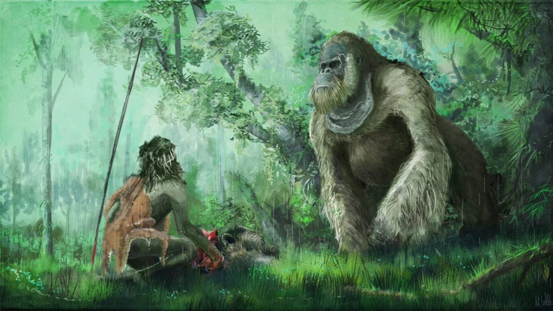 How did the largest ape to walk on Earth disappear?