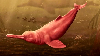 Ανακαλύφθηκε γιγαντιαίο αρχαίο δελφίνι στον Αμαζόνιο!