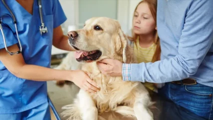 Επαναστατικό εμβόλιο για σκύλους αντιμετωπίζει τον καρκίνο