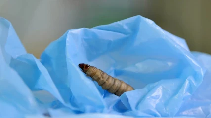 Αυτό το σκουλήκι τρώει και διασπά το πλαστικό (ΒΙΝΤΕΟ)