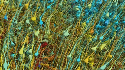 Αυτό είναι ένα κυβικό χιλιοστό του εγκεφάλου σας σε 3D (ΕΙΚΟΝΕΣ)