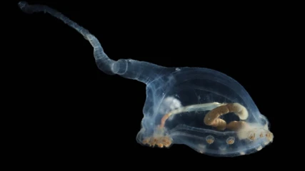 Εντυπωσιακά νέα πλάσματα ανακαλύφθηκαν στο βυθό του ωκεανού (ΕΙΚΟΝΕΣ)