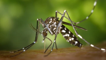 Τα κουνούπια τίγρης πίσω από την αύξηση κρουσμάτων δάγκειου πυρετού στην Ευρώπη