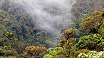 Ένα δάσος στο Εκουαδόρ απέκτησε νομική υπόσταση για να προστατευτεί