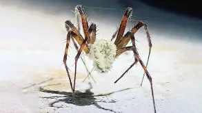 Μύκητας μετατρέπει τις αράχνες σε ζόμπι (ΕΙΚΟΝΕΣ)