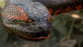 Αυτό είναι το cast για το reboot του Anaconda! (ΒΙΝΤΕΟ)