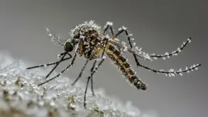 Για πρώτη φορά στην ιστορία εμφανίστηκαν κουνούπια στην Ισλανδία