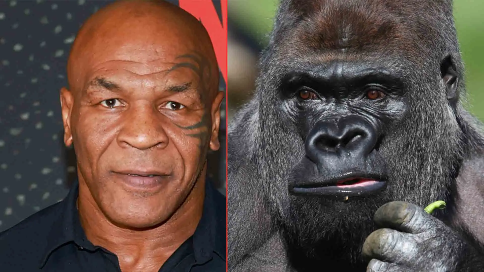Όταν ο Mike Tyson προκάλεσε γορίλα σε αγώνα πυγμαχίας μέσα σε ζωολογικό κήπο
