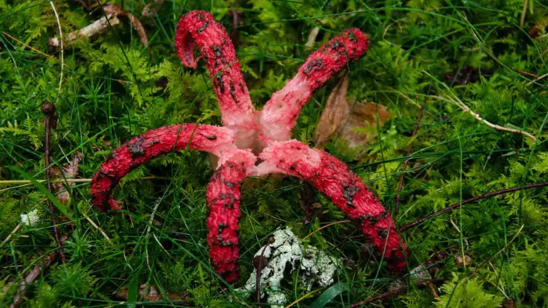 Clathrus archeri: Ο μύκητας που μοιάζει να βγήκε από το Τhe Last of Us