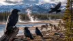 Τα κοράκια του Yellowstone αποδείχθηκαν πιο έξυπνα απ’ όσο νομίζαμε