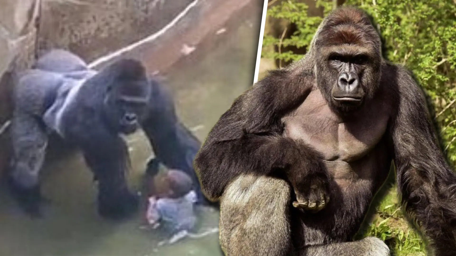 Harambe: Σαν σήμερα πριν δέκα χρόνια σκοτώθηκε ο αθώος γορίλας που συγκλόνισε το ίντερνετ!