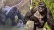 Harambe: Σαν σήμερα πριν δέκα χρόνια σκοτώθηκε ο αθώος γορίλας που συγκλόνισε το ίντερνετ!