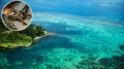 Ανακαλύφθηκε νέο είδος καρχαρίας που... περπατά