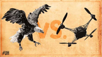 Αετοί εκπαιδεύονται για να καταρρίπτουν drones