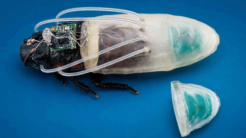 Κατσαρίδες cyborg μπορούν πλέον να κινούνται και κάτω από το νερό