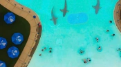 Καρχαρίες σπέρνουν πανικό στο trailer του Water Park Shark