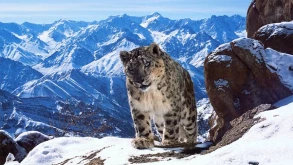 Planet Earth II trailer